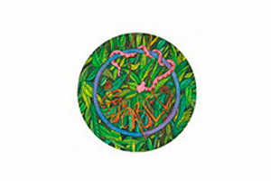 Cascabel
