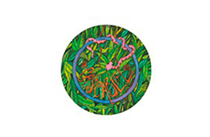 Cascabel